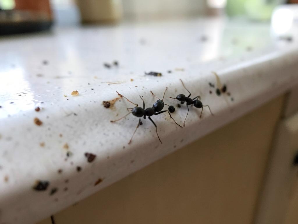 Mieren